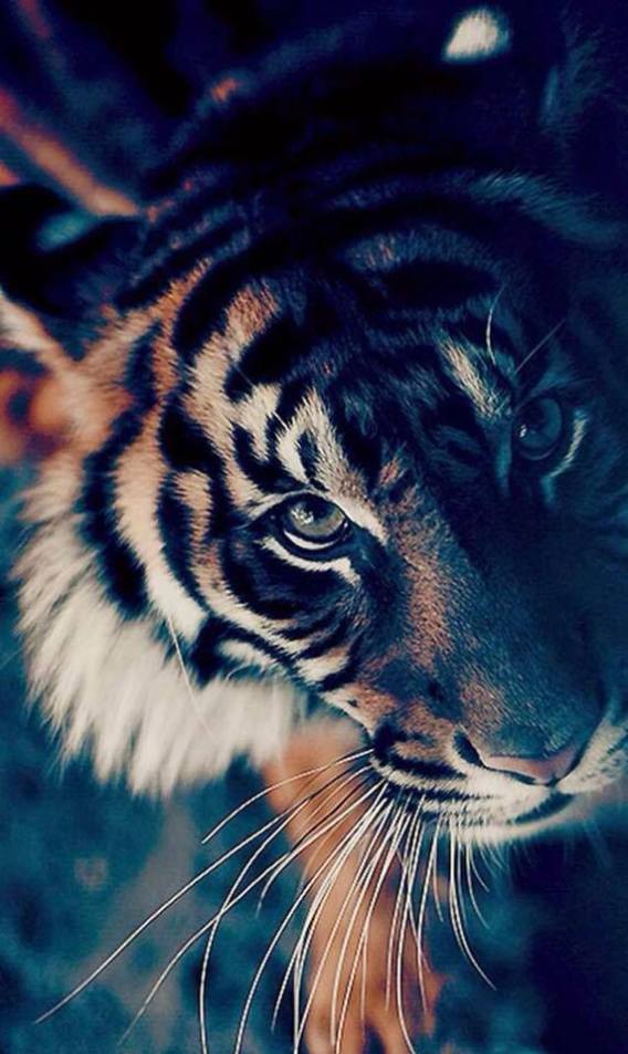 Tiger photos